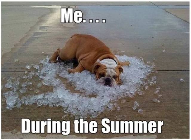 Summer Memes (26 pics)