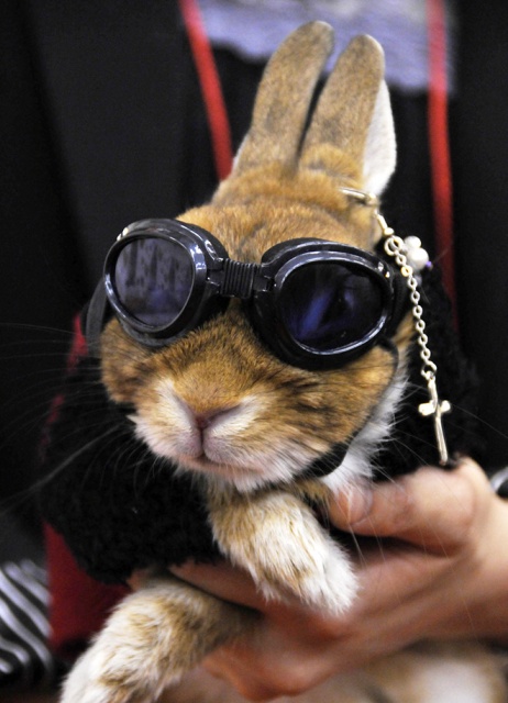 Bunnies Wearing Sunglasses (17 pics)