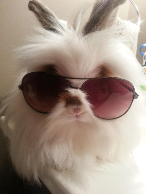 Bunnies Wearing Sunglasses (17 pics)