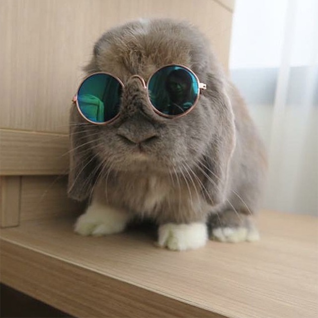 Bunnies Wearing Sunglasses (17 pics)