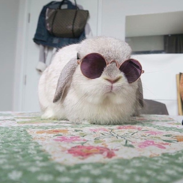 Bunnies Wearing Sunglasses (17 pics)