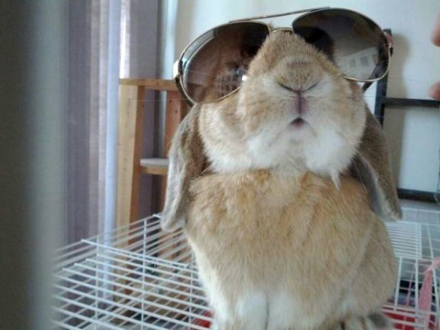 Bunnies Wearing Sunglasses (17 pics)