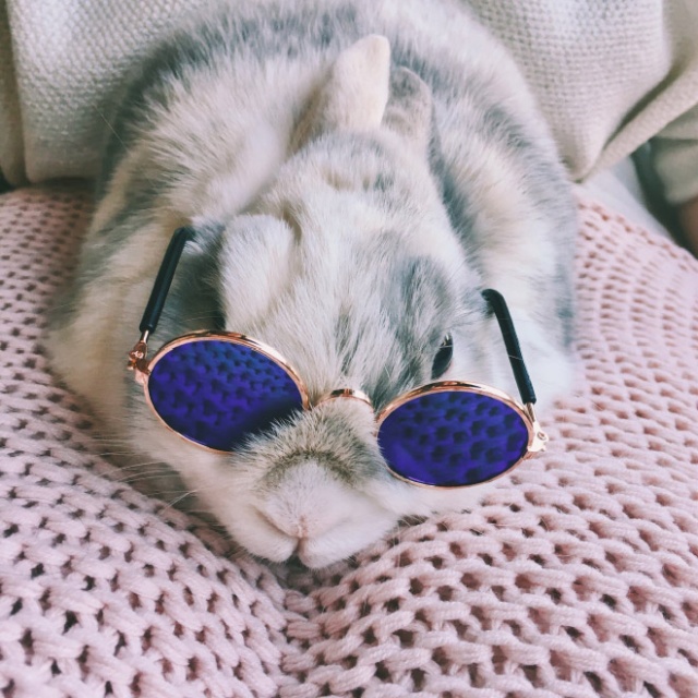 Bunnies Wearing Sunglasses (17 pics)