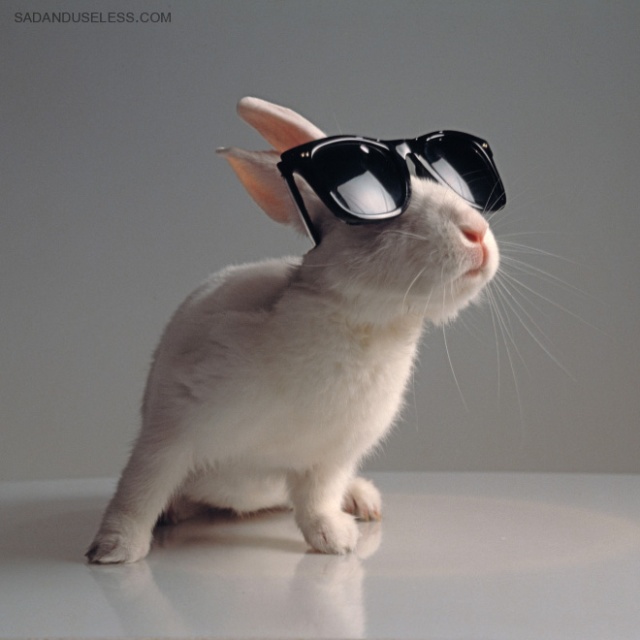 Bunnies Wearing Sunglasses (17 pics)