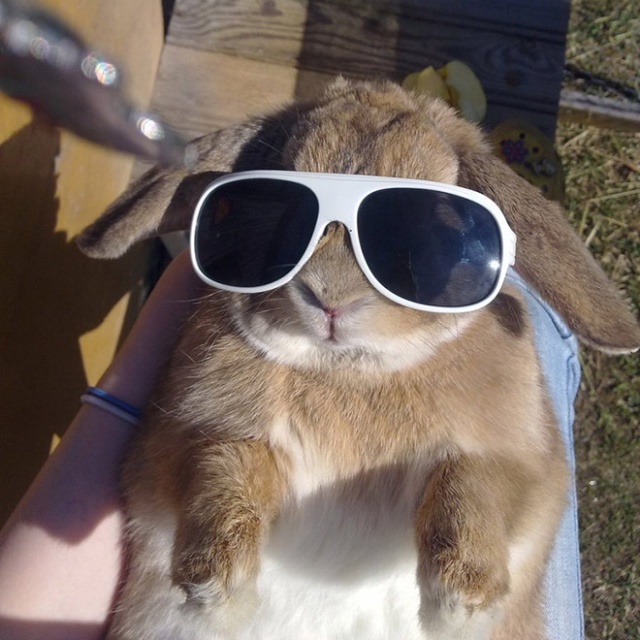 Bunnies Wearing Sunglasses (17 pics)