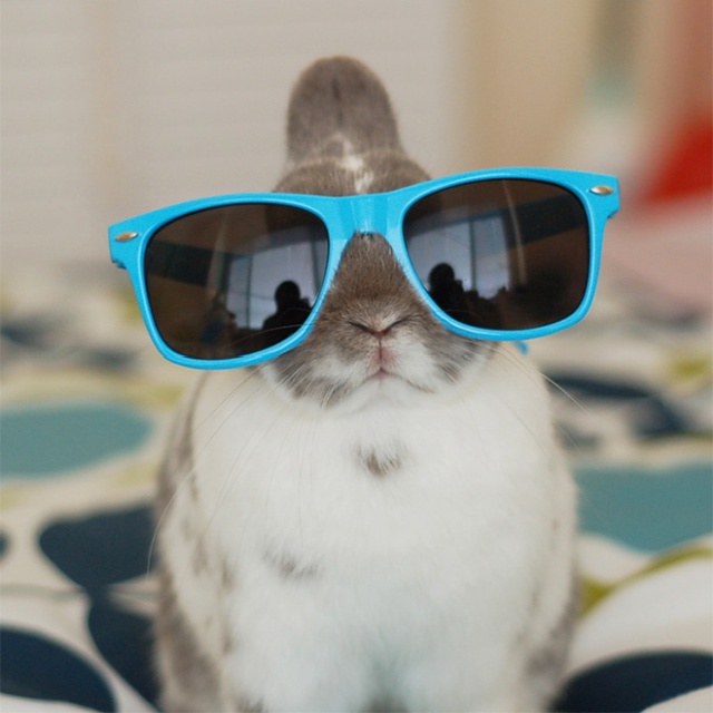 Bunnies Wearing Sunglasses (17 pics)