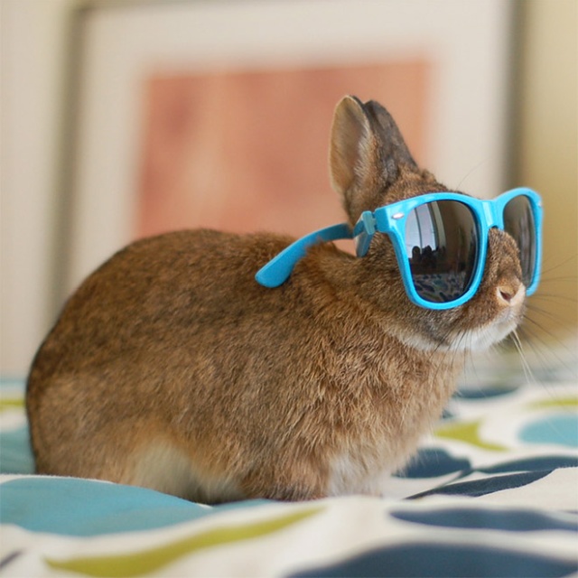 Bunnies Wearing Sunglasses (17 pics)