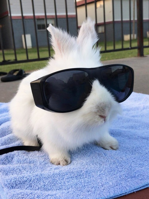 Bunnies Wearing Sunglasses (17 pics)