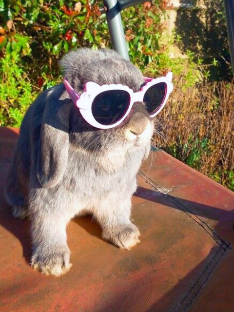 Bunnies Wearing Sunglasses (17 pics)