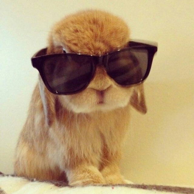 Bunnies Wearing Sunglasses (17 pics)