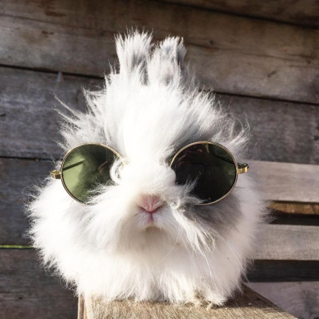 Bunnies Wearing Sunglasses (17 pics)