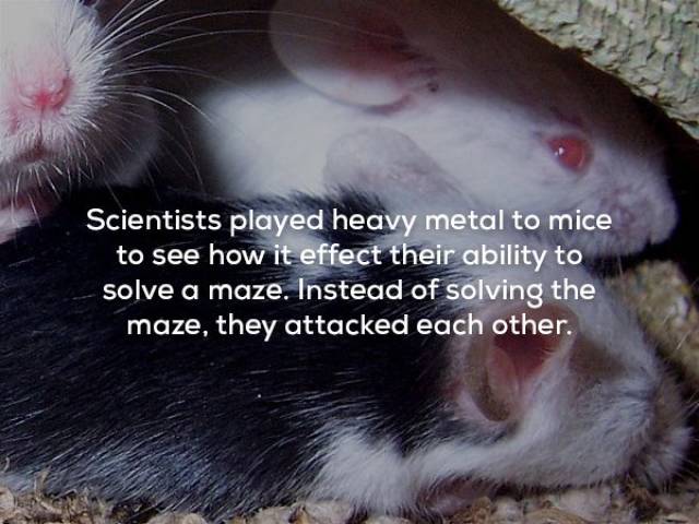 Facts That Sound Pretty Weird (20 pics)