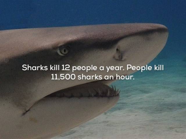 Facts That Sound Pretty Weird (20 pics)
