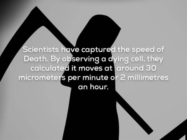 Facts That Sound Pretty Weird (20 pics)