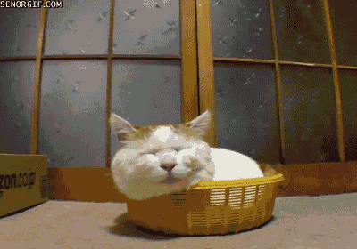 Acid Gifdump, August 21, 2018 (25 gifs)