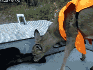 Acid Gifdump, August 21, 2018 (25 gifs)