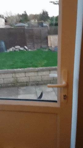 Acid Gifdump, August 21, 2018 (25 gifs)