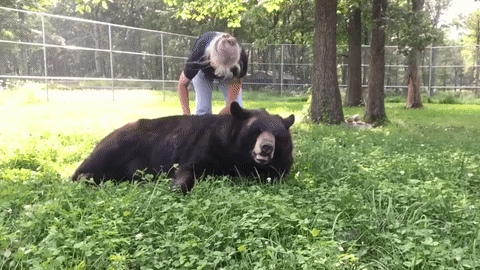 Acid Gifdump, August 21, 2018 (25 gifs)