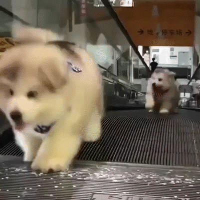 Acid Gifdump, August 21, 2018 (25 gifs)