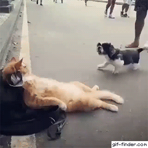 Acid Gifdump, August 21, 2018 (25 gifs)