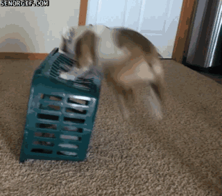 Acid Gifdump, August 21, 2018 (25 gifs)