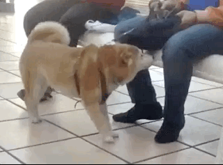 Acid Gifdump, August 21, 2018 (25 gifs)