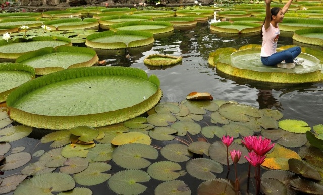 An Annual Event Dedicated To Lilies In Taipei (7 pics)