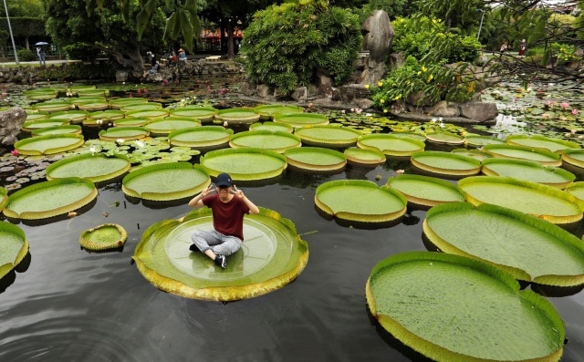 An Annual Event Dedicated To Lilies In Taipei (7 pics)