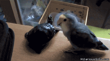 People And Trash (16 gifs)