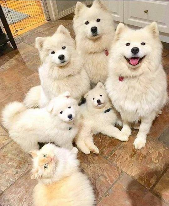Acid Picdump (93 pics)