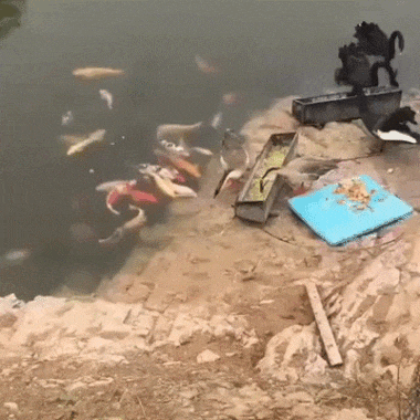 Acid Gifdump, August 22, 2018 (25 gifs)