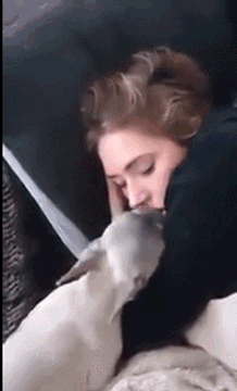 Acid Gifdump, August 22, 2018 (25 gifs)