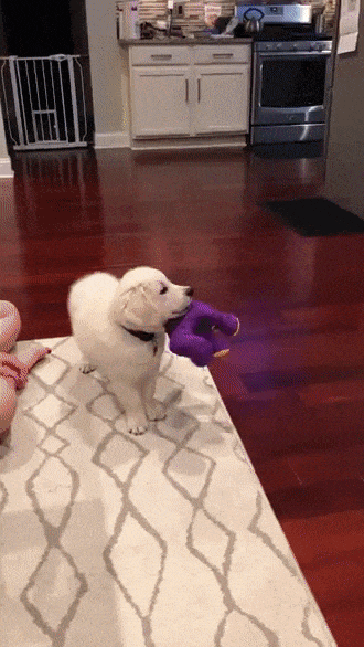 Acid Gifdump, August 22, 2018 (25 gifs)