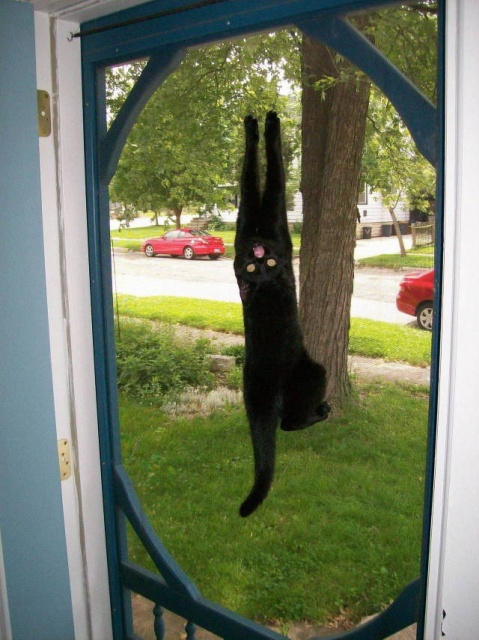 Acid Picdump (90 pics)