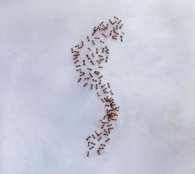 Paintings Made With Ants In Sugar (12 pics)