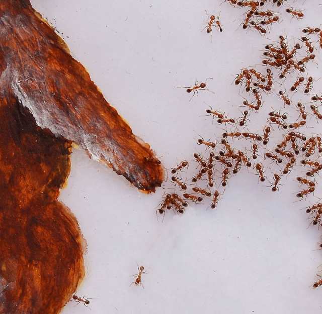 Paintings Made With Ants In Sugar (12 pics)
