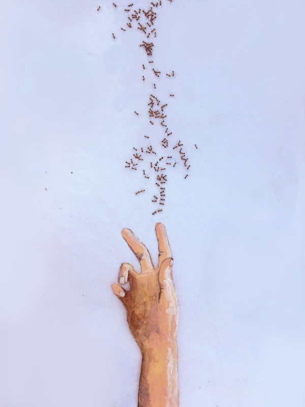 Paintings Made With Ants In Sugar (12 pics)