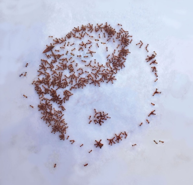 Paintings Made With Ants In Sugar (12 pics)
