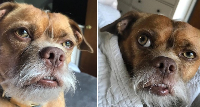 This Dog Looks Old (10 pics)