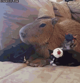 Acid Gifdump, August 23, 2018 (25 gifs)
