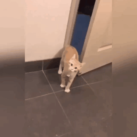 Acid Gifdump, August 23, 2018 (25 gifs)