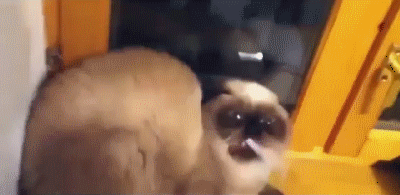 Acid Gifdump, August 23, 2018 (25 gifs)