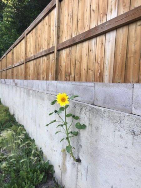 These People Got Talent (37 pics)
