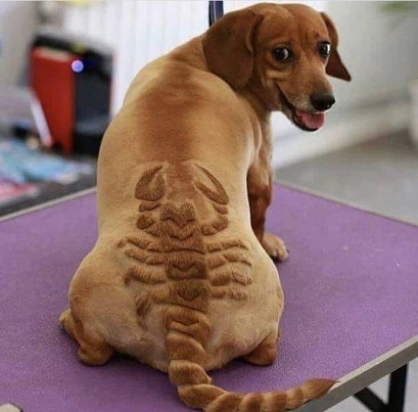 These People Got Talent (37 pics)