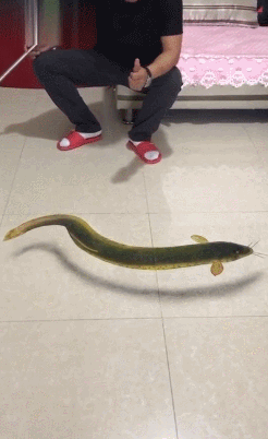 These People Got Talent (37 pics)