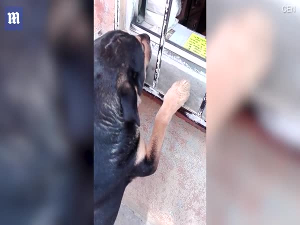 Clever Stray Dog Begs For Money And Buys A Hot Dog