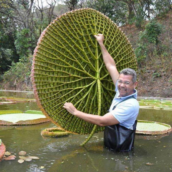 Acid Picdump (90 pics)
