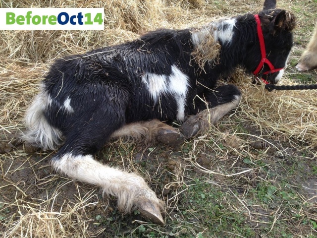 Rescued Foal Four Years Later Wins National Competition (4 pics)