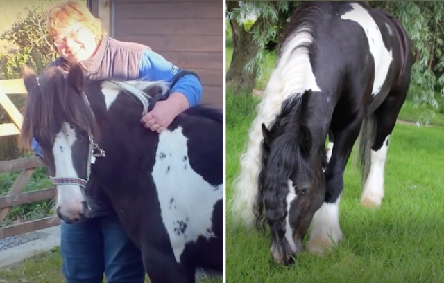 Rescued Foal Four Years Later Wins National Competition (4 pics)