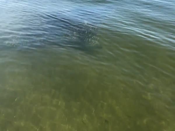 Swimming With A Stingray